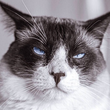 Grumpy Cat vs. Copycats: Trademark Claims Underscore Importance of Insurance